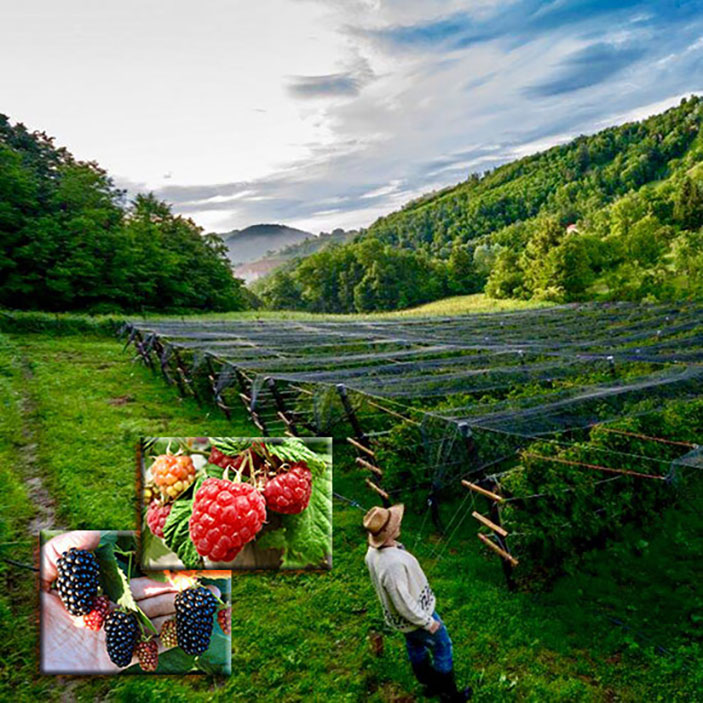 Velden met bramen en frambozen, biologische groenten en fruit, lekker, gezond, . Fields with black- and raspberries, organic fruits and vegetables, tasty, healthy.